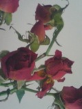 a flower is not a flower